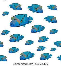 Cheilinus undulatus pattern. Napoleon fish. Humphead wrasse