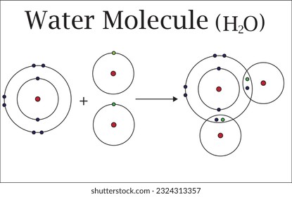  chemical compound, a water molecule contains one oxygen and two hydrogen atoms that are connected by covalent bonds.