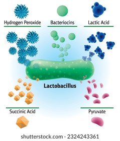 Chemical elements produced by lactobacillus, vector medical illustration. Diagram of bioactive composition of bacteria, peroxide, lactic acid, succinic acid, bacteriocins and other elements