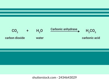 Chemical equation of the reaction between carbon dioxide and water