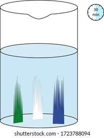 Experimento químico para niños. Algas artificiales. Fase 7/7. Control del crecimiento de algas artificiales en un vidrio químico durante 30 minutos