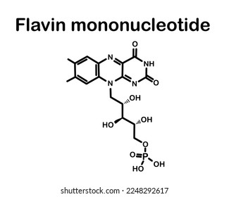 Chemical formula of flavin mononucleotide. Vector illustration