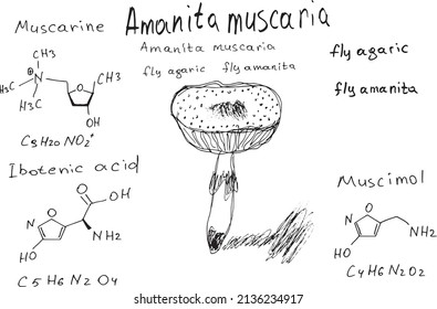 fórmula química de mosca agaric. Amanita muscaria.