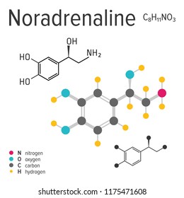 Chemical formula, structure and model of the noradrenaline molecule, vector illustration