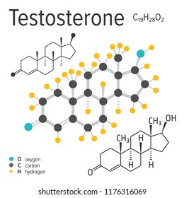 Chemical formula, structure and model of the testosterone molecule, vector illustration