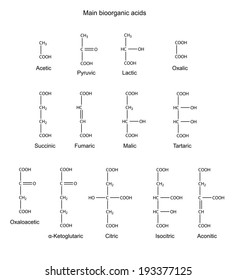 Chemical formulas of basic bioorganic acids (acetic, pyruvic, lactic, succinic, fumaric, malic, tartaric, oxalic, oxaloacetic, ketoglutaric, citric, isocitric, aconitic), vector, isolated on white