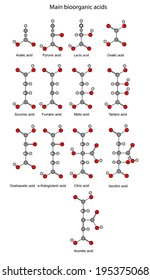 Chemical formulas of  bioorganic acids (acetic, pyruvic, lactic, succinic, fumaric, malic, tartaric, oxalic, oxaloacetic, ketoglutaric, citric, isocitric, aconitic), illustration, rounds and sticks