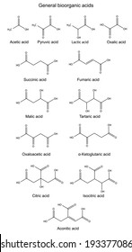 Chemical formulas of main bioorganic acids (acetic, pyruvic, lactic, succinic, fumaric, malic, tartaric, oxalic, oxaloacetic, ketoglutaric, citric, isocitric, aconitic), vector, isolated on white