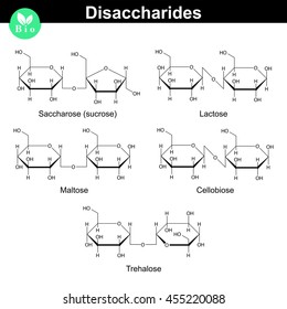 Drawing disaccharides