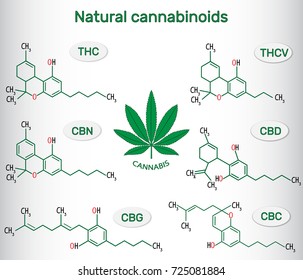 Chemical formulas of natural cannabinoids  : tetrahydrocannabinol (THC), tetrahydrocannabivarin  , cannabidiol (CBD), cannabinol (CBN), cannabigerol (CBG), cannabichromene (CBC). Vector illustration 