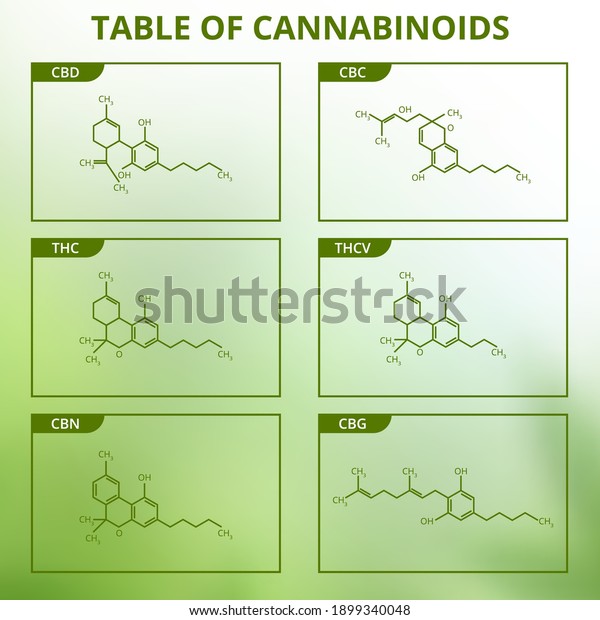 Chemical Formulas Natural Cannabinoids Vector Illustration Stock Vector ...