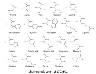 Chemical formulas of the twenty standard amino acids. 2D Illustration, vector, eps 8