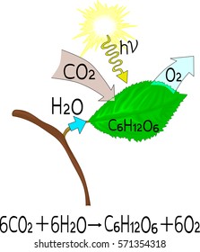 Chemical reaction of photosynthesis