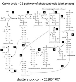 Chemical Scheme Of Calvin Cycle - C3 Pathway, 2d Illustration, Vector, Eps 8