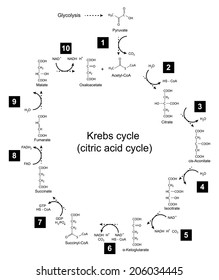 Chemical Scheme Of Krebs Cycle - Tricarboxylic Acid (citric) Cycle, 2d Illustration, Isolated On White Background; Vector, Eps 8