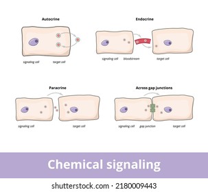 Chemical signaling. Common forms of chemical signaling between cells, including autocrine, gap junctions, paracrine and endocrine forms.