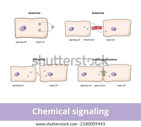 Chemical signaling. Common forms of chemical signaling between cells, including autocrine, gap junctions, paracrine and endocrine forms.