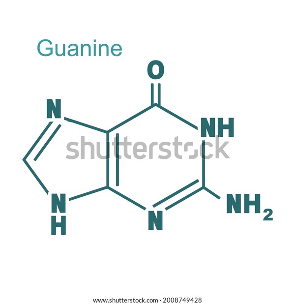 Chemical Structural Formula Guanine Dna Rna Stock Vector Royalty Free 2008749428 Shutterstock 0588