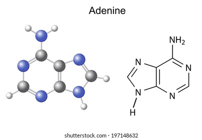 Chemical structural formula and model of adenine (DNA and RNA nitrogen base), illustration,  isolated on white background, vector, eps8