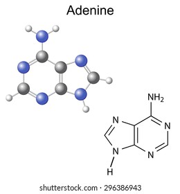 Chemical structural formula and model of adenine - DNA and RNA nitrogen base, 2d and 3d illustration, isolated on white background, vector, eps 8