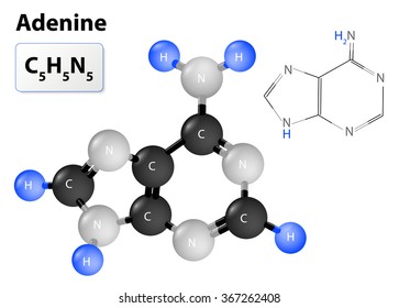 Chemical Structural Formula And Model Of Adenine