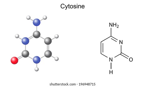 Chemical structural formula and model of cytosine (RNA and DNA nitrogen base), illustration,  isolated on white background, vector, eps8