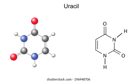 Chemical structural formula and model of uracil (DNA and RNA nitrogen base), illustration,  isolated on white background, vector, eps8