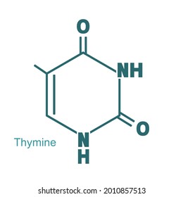 Chemical structural formula of thymine - DNA and RNA nitrogen base