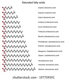 Chemical structural formulas of main saturated fatty acids, 2d illustration, circles and sticks, vector, isolated on white