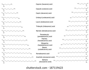 The chemical structural formulas of the major saturated fatty acids, 2d illustration, vector, isolated on white