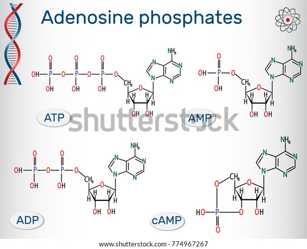 ヌクレオチドの化学構造式アデノシン一リン酸 Amp アデノシン二リン酸 Adp アデノシン三リン酸 Atp サイクリックアデノシン一リン酸 Camp のベクター画像素材 ロイヤリティフリー