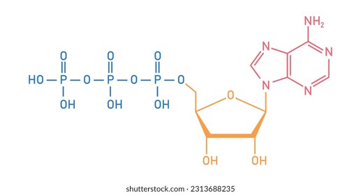 Chemical structure of Adenosine triphosphate (ATP) (C10H16N5O13P3). adenine ribose and three phosphate groups. Chemical resources for teachers and students. Vector illustration.