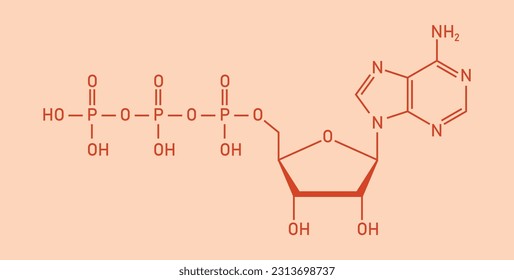 Chemical structure of Adenosine triphosphate (ATP) (C10H16N5O13P3). adenine ribose and three phosphate groups. Chemical resources for teachers and students. Vector illustration.