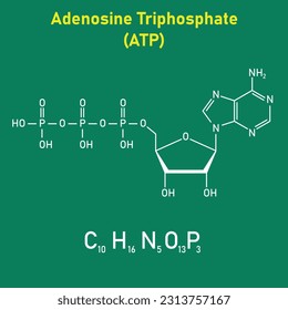 Chemical structure of Adenosine triphosphate (ATP) (C10H16N5O13P3). adenine ribose and three phosphate groups. Chemical resources for teachers and students. Vector illustration.