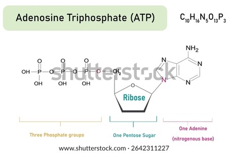 Chemical structure of Adenosine triphosphate (ATP) (C10H16N5O13P3). adenine ribose and three phosphate groups. Chemical resources for teachers and students. Vector illustration.