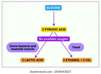 Chemical structure of Cellular Respiration