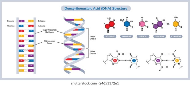 The Chemical Structure Of DNA