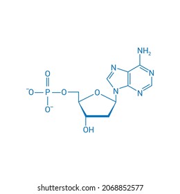 chemical structure of DNA nucleotide