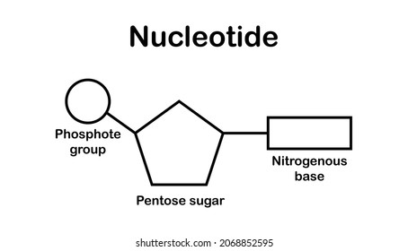 chemical structure of DNA nucleotide