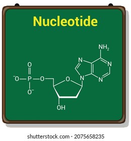 chemical structure of DNA nucleotide