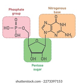 Chemical structure of DNA nucleotide. Three parts of a nucleotide. Phosphate group, pentose sugar and nitrogenous base. Nucleic acids. Vector illustration isolated on white background.