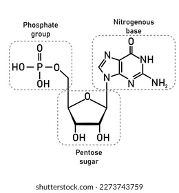 Estructura química del nucleótido de ADN. Tres partes de un nucleótido. Grupo fosfato, azúcar pentosa y base nitrogenada. Ácidos nucleicos. Ilustración vectorial aislada en fondo blanco.