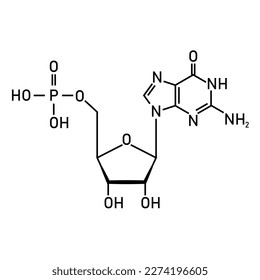 Chemical structure of DNA nucleotide. Three parts of a nucleotide. Phosphate group, pentose sugar and nitrogenous base. Nucleic acids. Vector illustration isolated on white background.