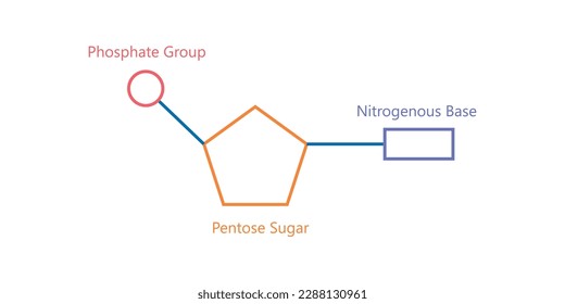 Chemical structure of DNA nucleotide. Three parts of a nucleotide. Phosphate group, pentose sugar and nitrogenous base. Nucleic acids. Vector illustration isolated on white background.