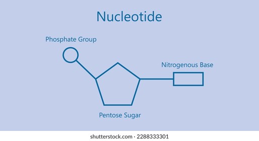 Chemische Struktur des DNA-Nukleotids. Drei Teile eines Nukleotids. Phosphatgruppe, Pentose-Zucker und Stickstoffbasis. Nucleinsäuren. Vektorgrafik einzeln auf blauem Hintergrund.