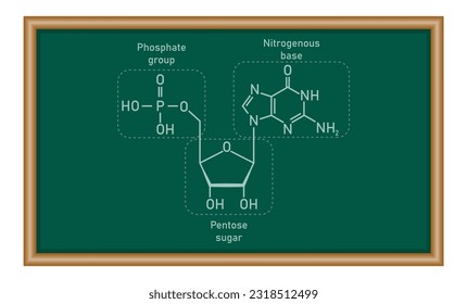 Chemical structure of DNA nucleotide. Three parts of a nucleotide. Phosphate group, pentose sugar and nitrogenous base. Nucleic acids. Chemistry resources for teachers and students.