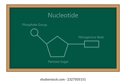 Chemical structure of DNA nucleotide. Three parts of a nucleotide. Phosphate group, pentose sugar and nitrogenous base. Nucleic acids. Vector illustration isolated on white background.