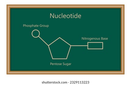 Chemical structure of DNA nucleotide. Three parts of a nucleotide. Phosphate group, pentose sugar and nitrogenous base. Nucleic acids. Vector illustration isolated on white background.