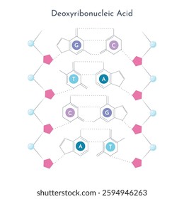 Chemical structure of DNA nucleotides and phosphate sugar backbone
