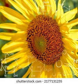 estructura química y fondo de girasol fresco